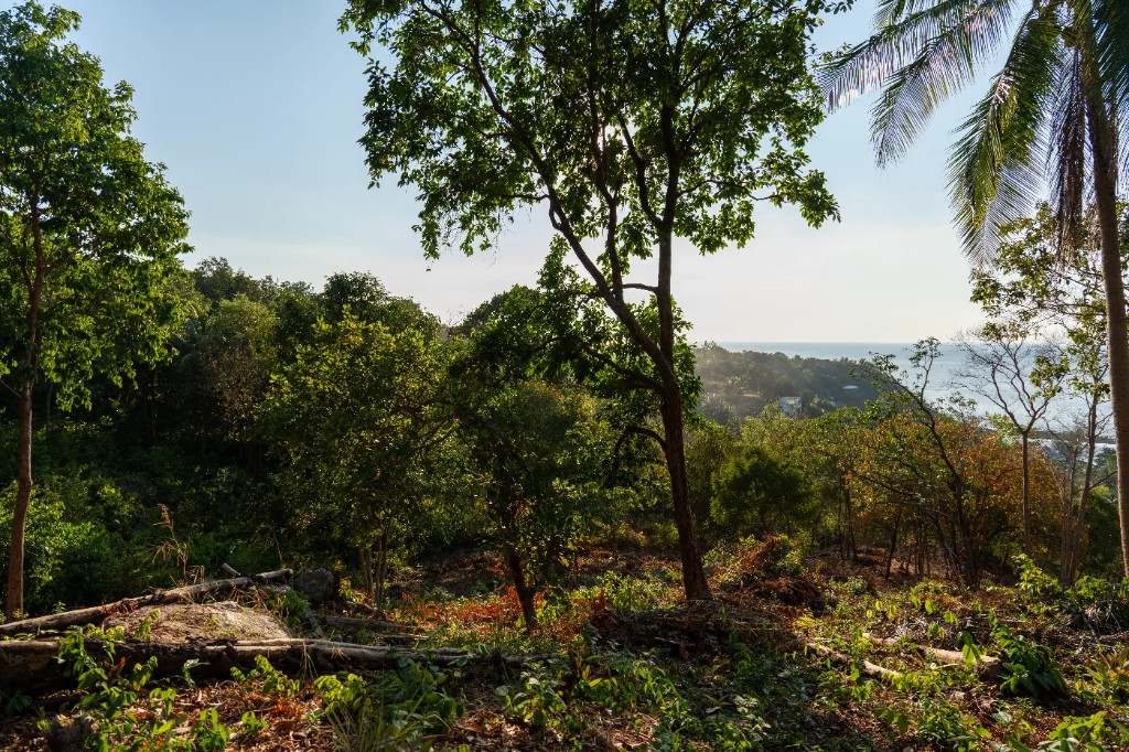 On-plot view through tall tropical trees with sea in background