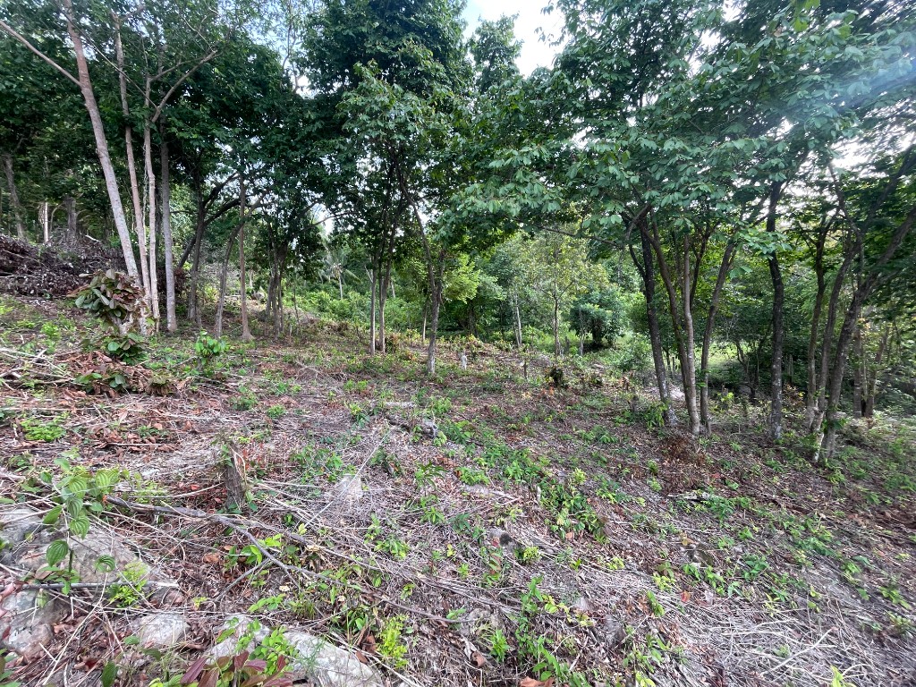 Slope and terrain on the plot - consistent 15 degree gradient visible through tropical trees